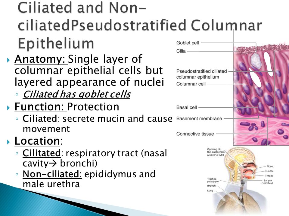 ciliated and non-ciliatedpseudostratified columnar epithelium